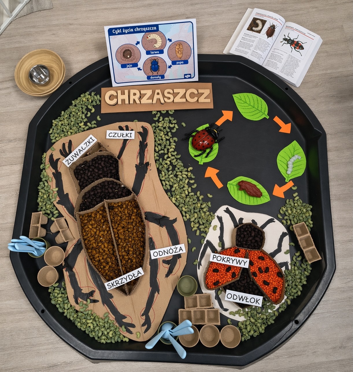 Cykl życia chrząszcza — projekt sensoryczny z naturalnych materiałów